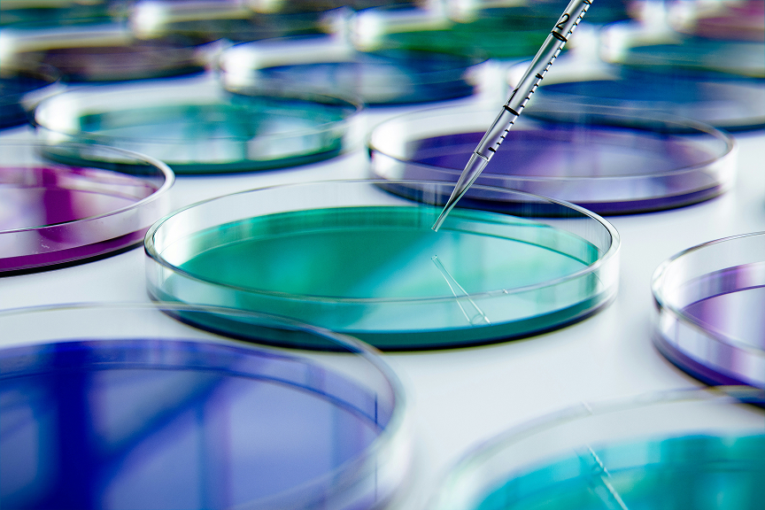 在临床研究期间使用实验室移液器将液体转移到培养皿中